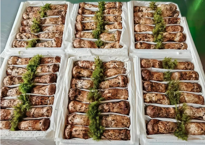 1750649977696411.png 1750649977696411.png